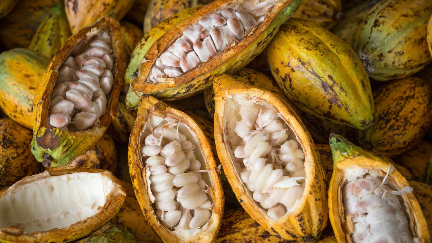 The Legacy of Theobroma Nacional L. Cacao